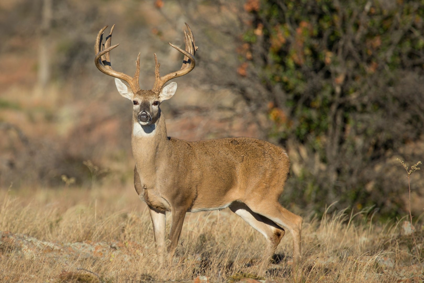 D-I-Y Scent Control Spray for Hunters - Legendary Whitetails - Legendary  Whitetail's Blog