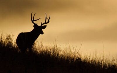 South Texas Hunt