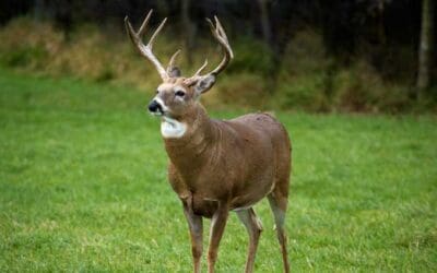 Deer Hunting Traditions
